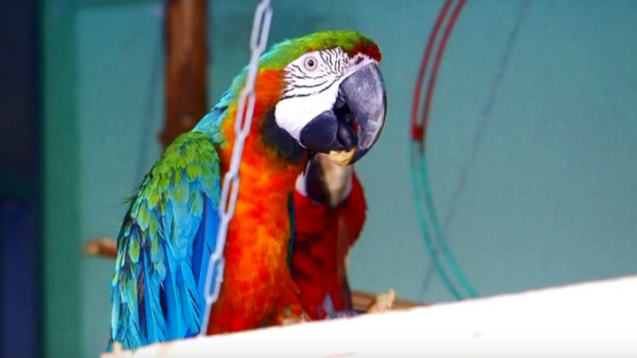 Хозяева отказались от породистого попугая с инсультом. Его выходили и приютили ветеринары
