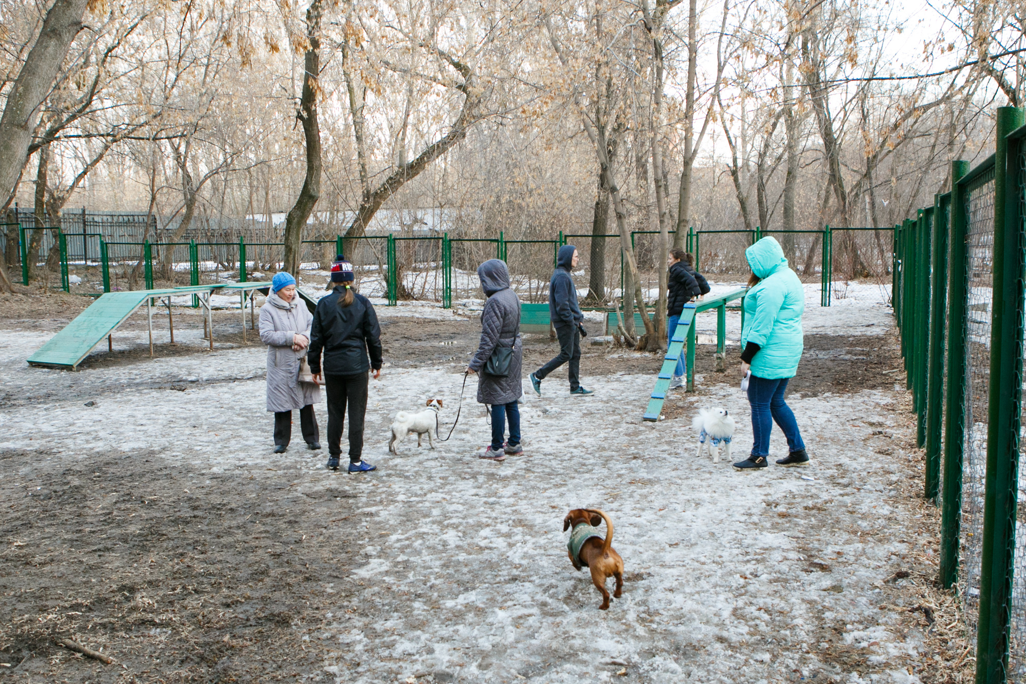 Выгул собак во дворе многоквартирного дома