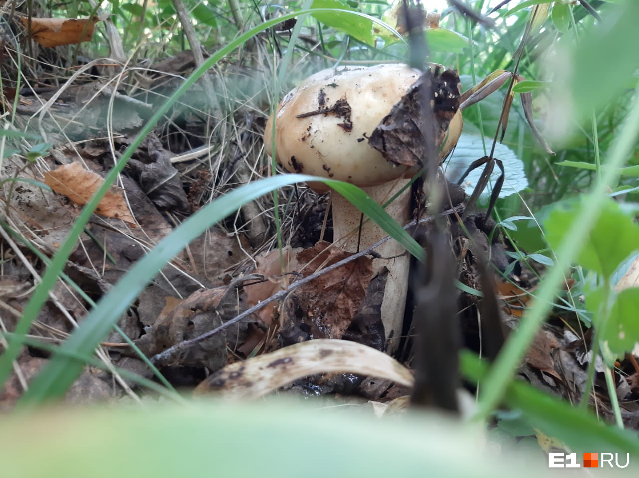 Из-за теплой и влажной погоды в лесу много грибов