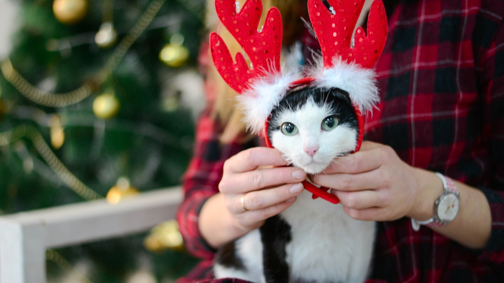 «Портрет отражает характер»: пермский приют «Матроскин» устроил котам новогоднюю фотосессию