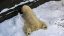 На свежем воздухе и тройном пайке: животные в Новосибирском зоопарке поменяли меню из-за морозов