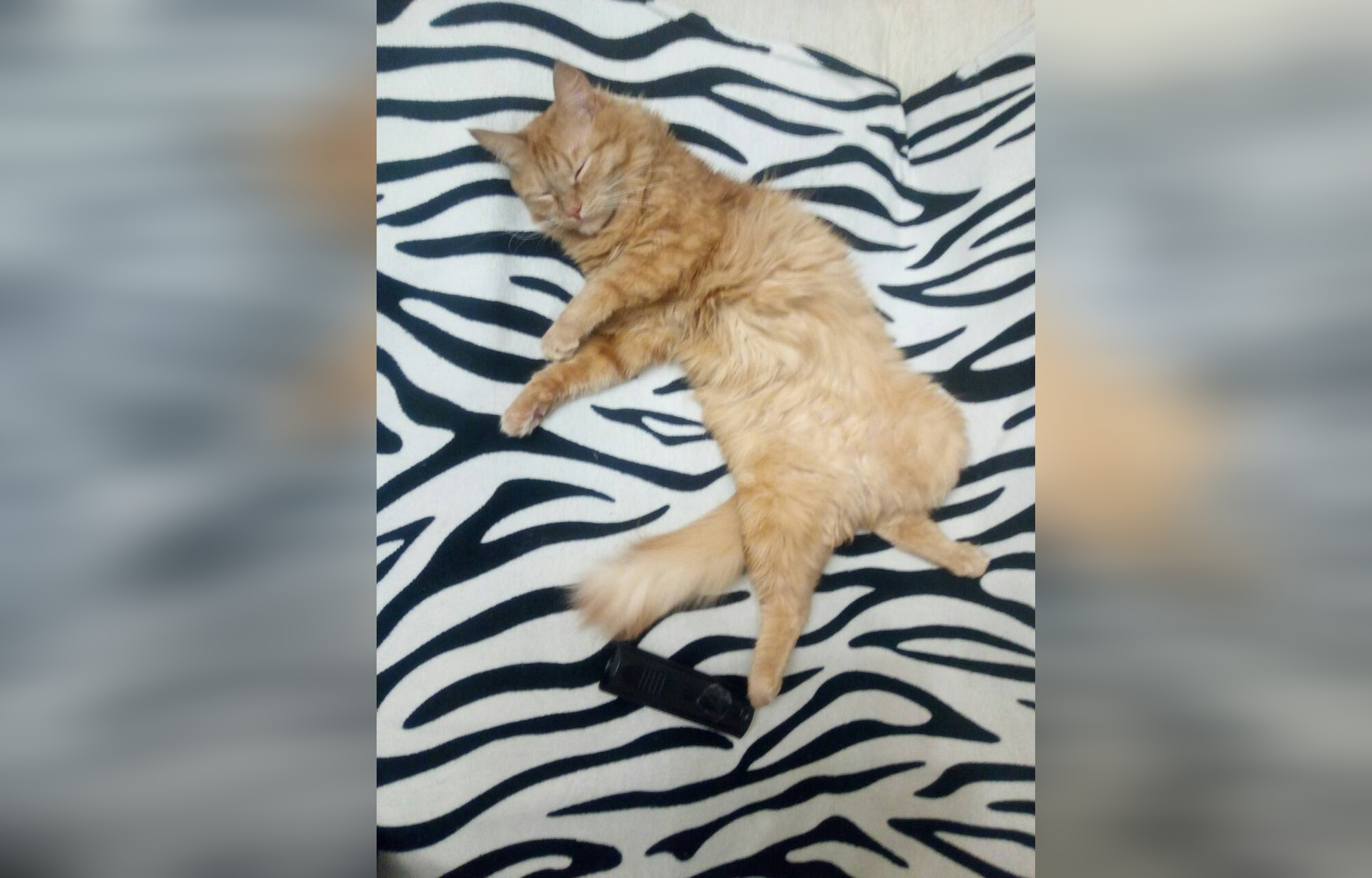 Кот Персик Кот Персик