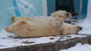 Она всегда была жирненькая: новосибирцы заподозрили, что белая медведица Герда беременна