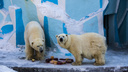 Новосибирцы подарили канистры белым медведям из зоопарка