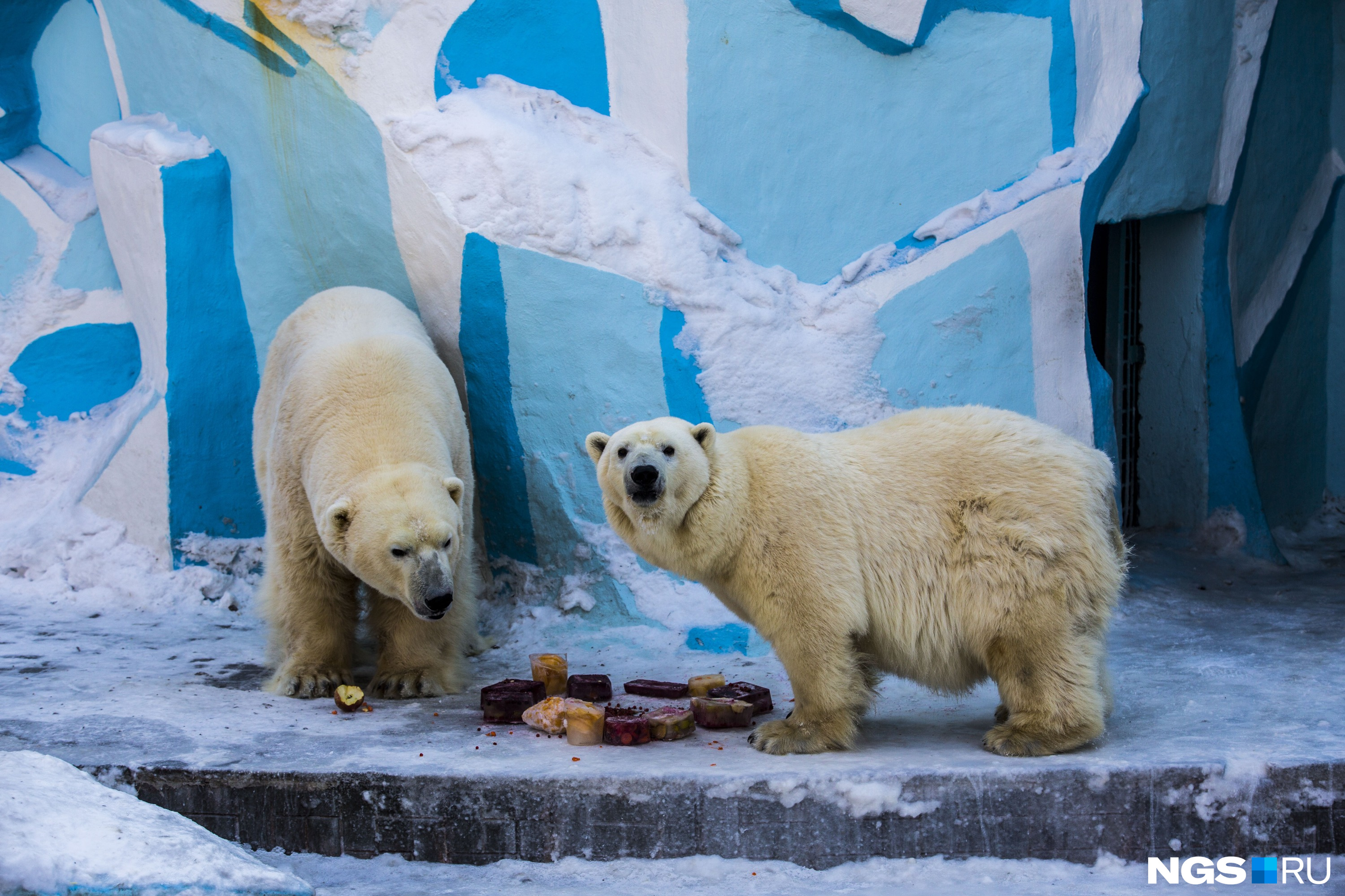 Кай и Герда отмечают Международный день белого медведя