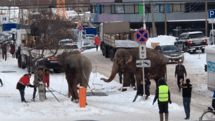 ГИБДД перекрывала дороги: в Екатеринбурге поймали слонов, сбежавших из цирка