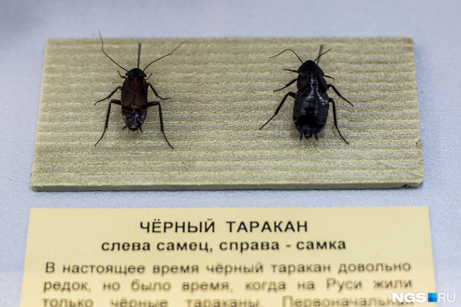 Исконно русские чёрные тараканы