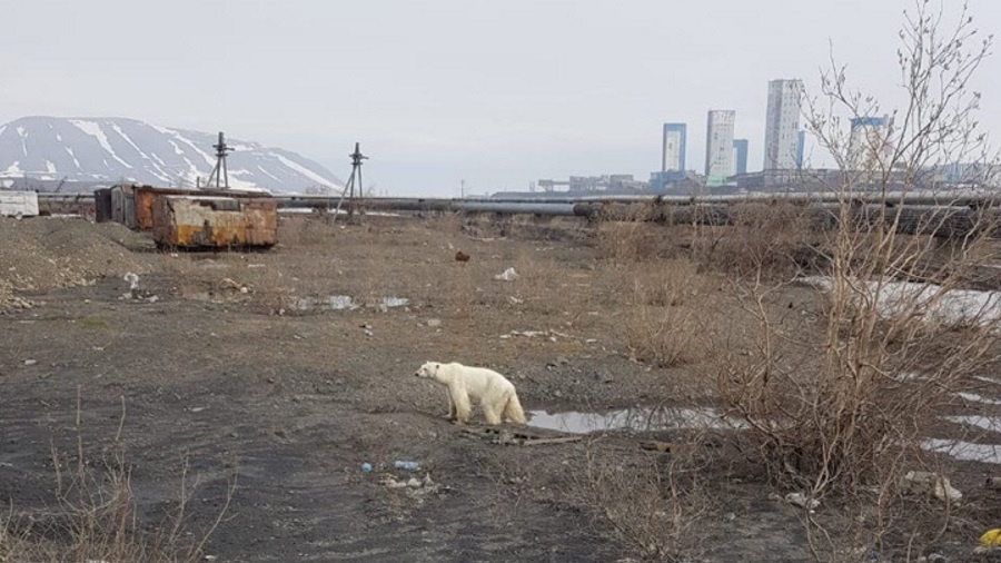 Айка в норильске фото