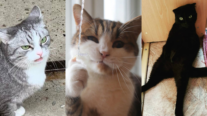 Осуждение, недоумение и хитрость: 10 самых эмоциональных котов Нижнего Новгорода
