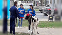 Живая реклама: на открытие магазина с продукцией из говядины в Самаре притащили теленка