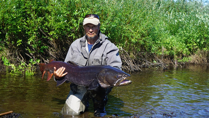 Рыбаки показали снимки огромных рыб весом в десятки килограммов из рек плато Путорана
