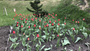 Фото: во дворах Новосибирска распустились тюльпаны