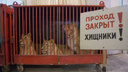 Животные из уфимского цирка, оставшиеся без крыши над головами, переехали в Челябинскую область