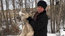Депутат показал фото с огромным волком, который попался в ловушку у Нёноксы