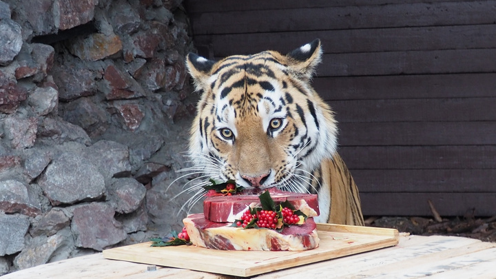 Тигра Бартека в парке «Роев ручей» накормили роскошным мясным тортом в честь Дня амурского тигра