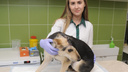 Волгоградского пса после пластической операции хотят забрать в Англию