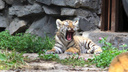 Полосатые урчальники: вечерний тест НГС — угадайте, едят ли тигры людей и какого цвета у них глаза