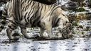 Фото: звери в Новосибирском зоопарке обнюхивают выпавший снег