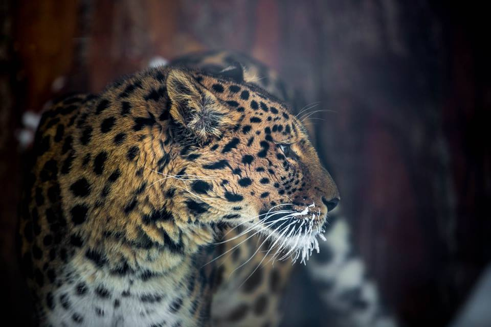 Леопарды появились в «Роевом ручье» в 2016 году 