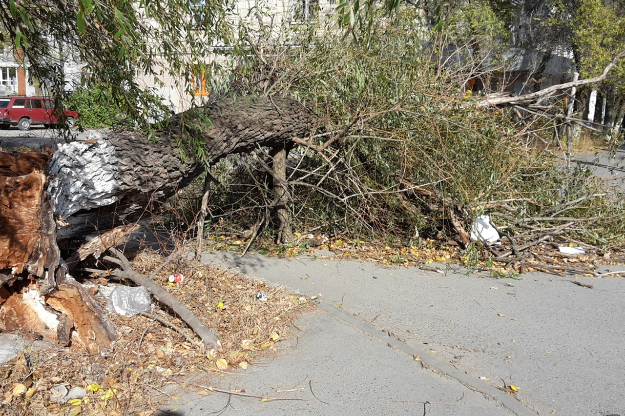 Дерево упало на дорогу