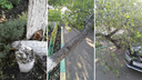 Дерево рухнуло на припаркованную по 60 Лет Октября «Ладу»