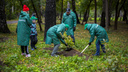 Неравнодушные новосибирцы высадили сотню новых деревьев в «Берёзовой роще»