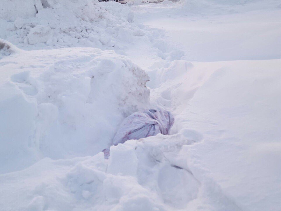 В 2017 году бульдога, за которым Лисаченко и ее семья обещали ухаживать, нашли умирающим в снегу. Собака была завернута в простыню