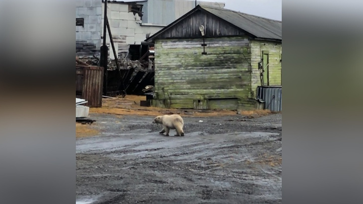 Из Диксона в зоопарк Красноярска отправили белого медвежонка. Он два месяца гулял по поселку