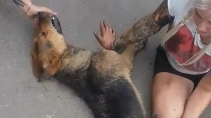«Пришлось делать массаж сердца»: волонтёры показали операцию спасения собаки из ливнёвки