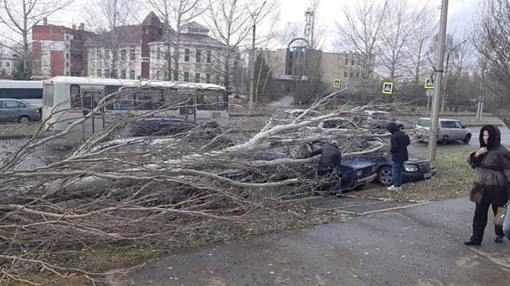 Огромное дерево упало на крыши припаркованных авто: двоим помогли спасатели