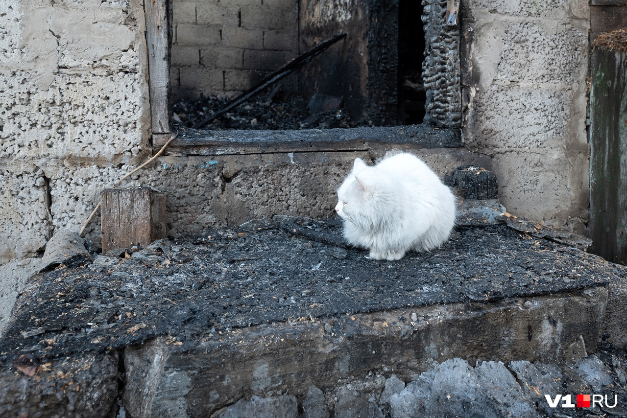 На месте пожара остался только пушистый белый кот