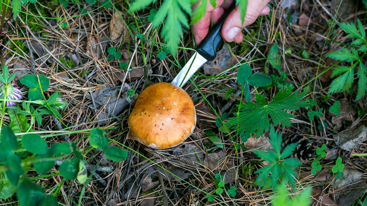 Как избежать отравлений грибами: специалисты дали советы в разгар сезона