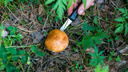 Как избежать отравлений грибами: специалисты дали советы в разгар сезона