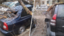 В Ростове упавшее дерево разбило четыре машины
