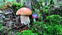 В корзинку или мимо: тест-игра на знание съедобных и несъедобных грибов
