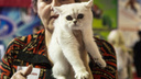 Новосибирцам показали сотню милых породистых котиков