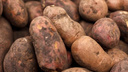 На границе Курганской области задержали 140 тонн картофеля без документов