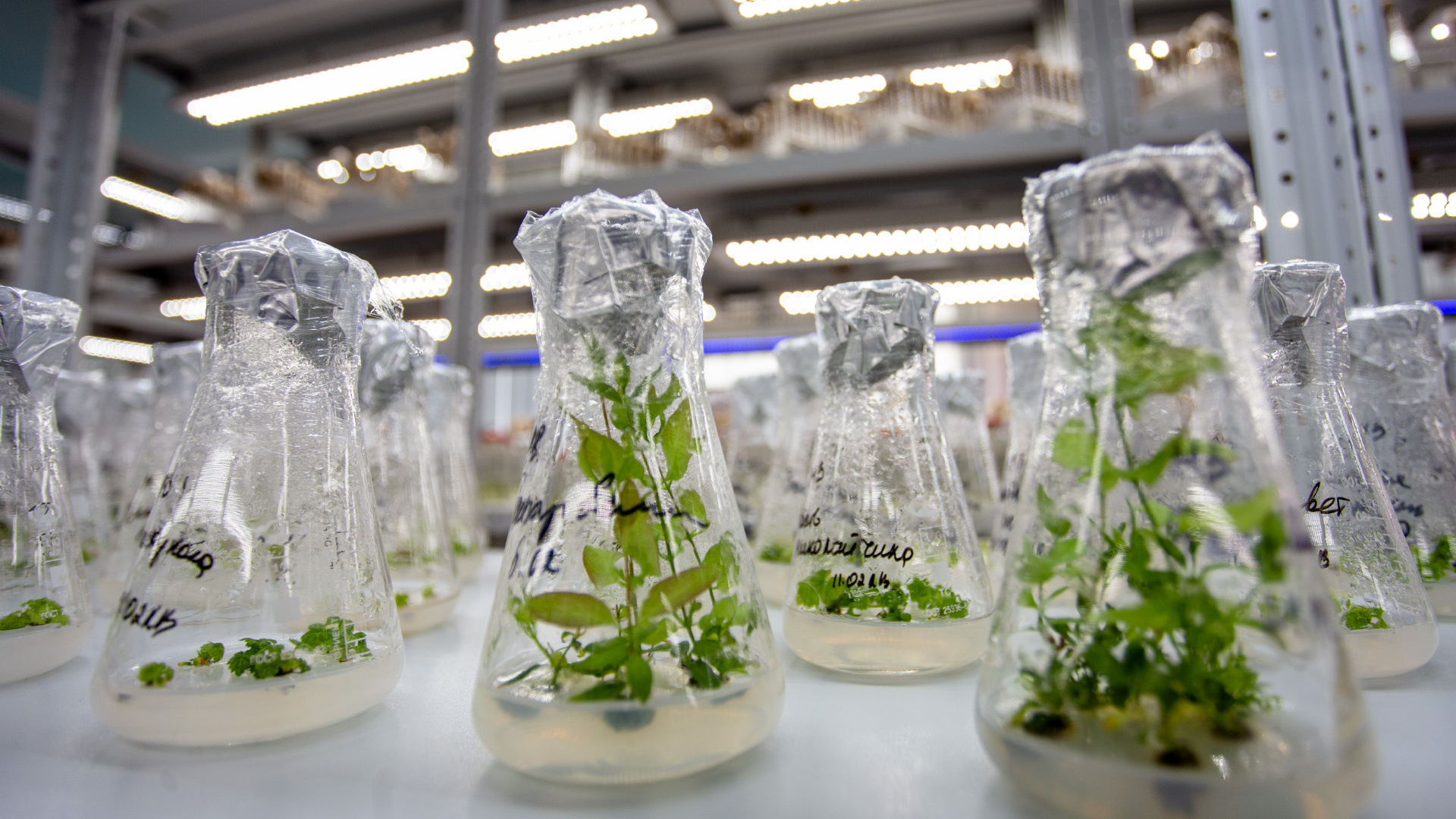 «Мы их любим и мучаем»: в челябинской лаборатории показали, как клонируют растения