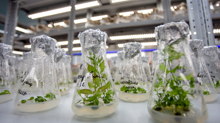 «Мы их любим и мучаем»: в челябинской лаборатории показали, как клонируют растения