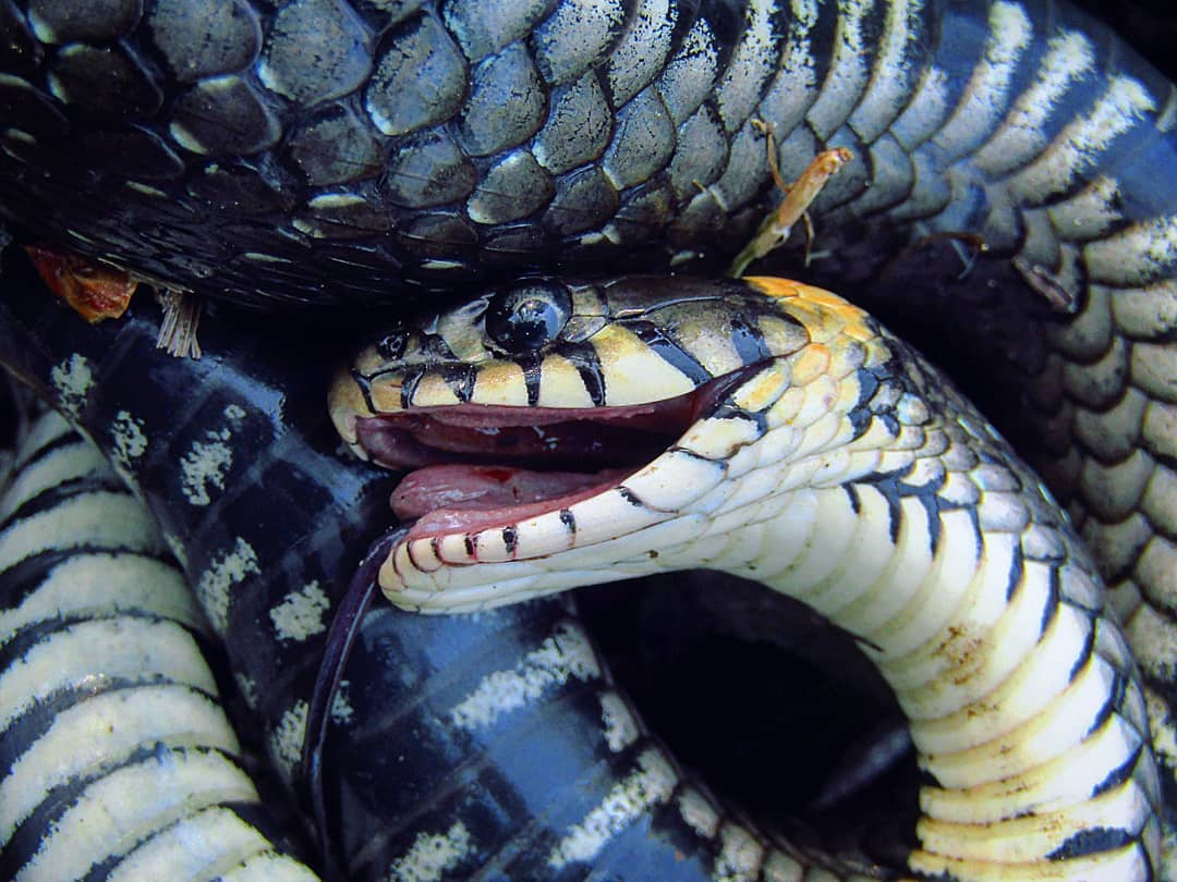 Гибриды змей. Гады змеи. Гадина змея. Змея улыбается.