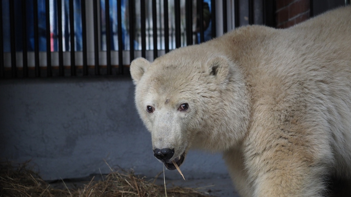 В зоопарке рассказали о судьбе безымянного медвежонка, спасенного из Диксона