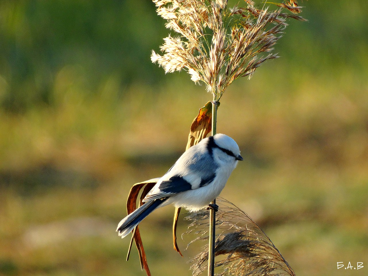 птицы омской области фото с названиями
