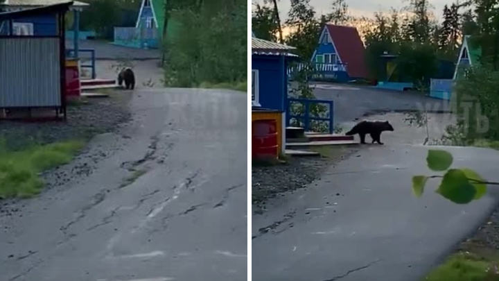 Бурый медведь вышел к людям на турбазу в Норильске