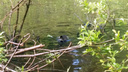 В Новосибирске впервые заметили лысую птицу, которая бегает по воде и дерётся с утками