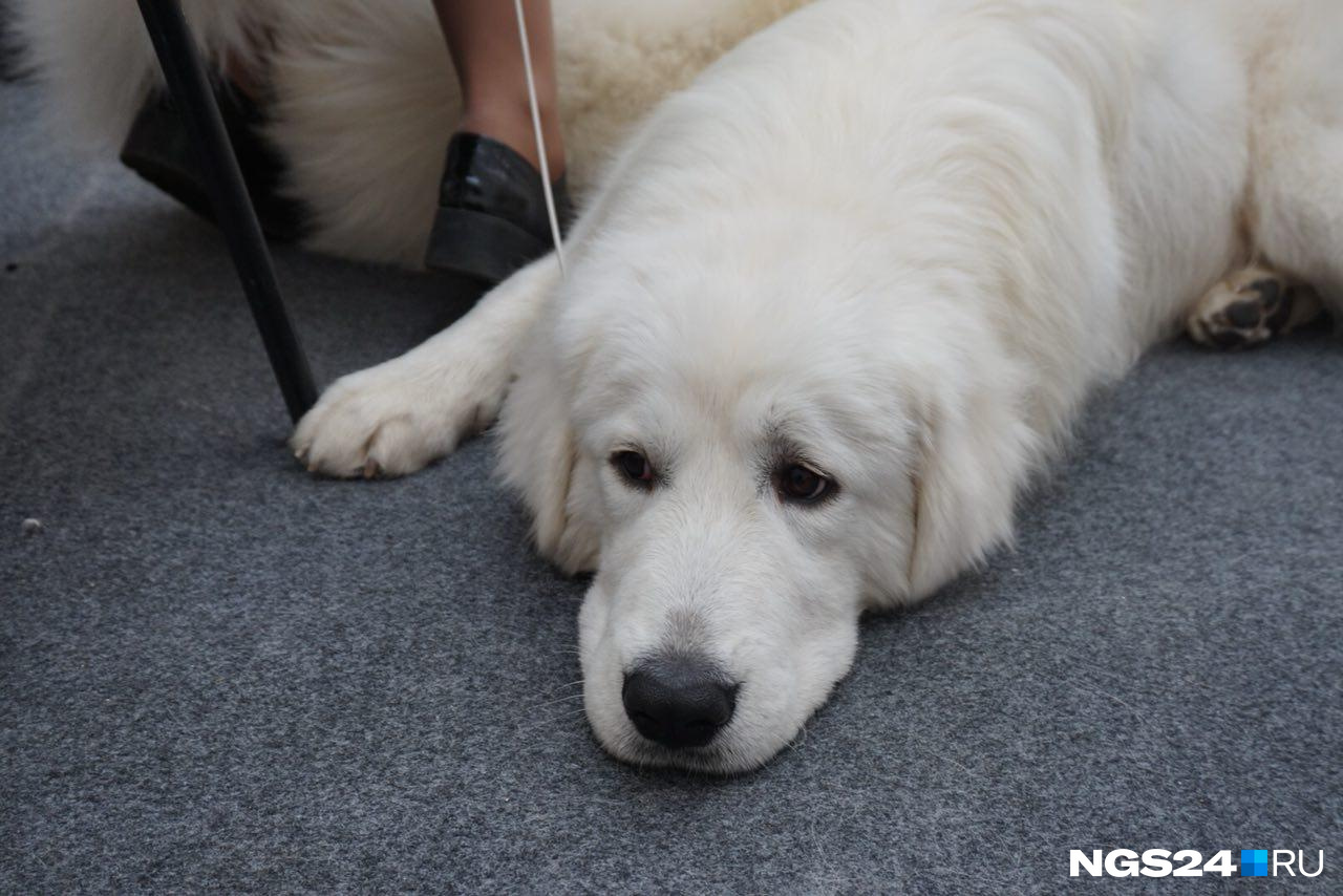 Судя по грустному взгляду собаки, от шумной выставки она уже устала