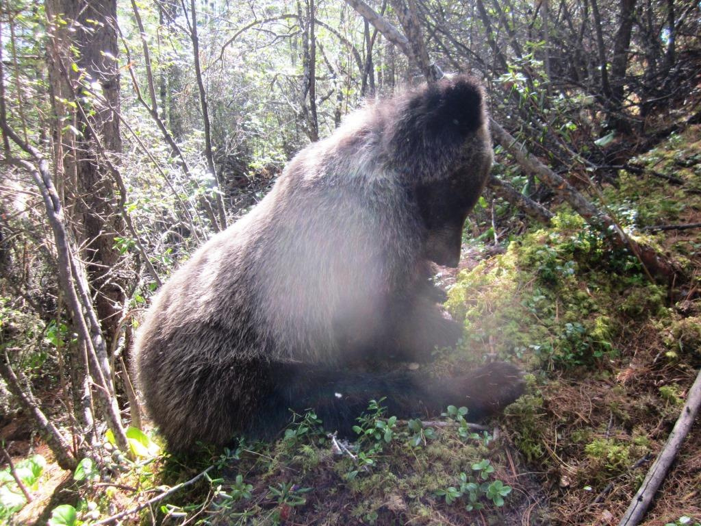 В одной из петель инспекторы нашли живого медвежонка