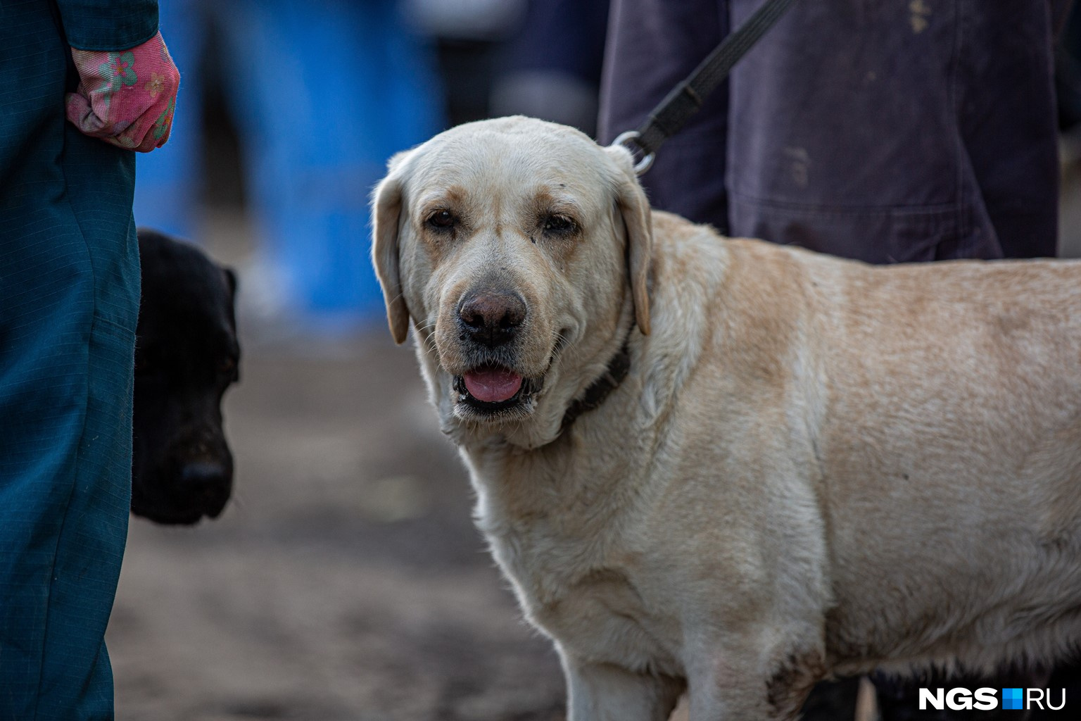 Спасателям помогали специально обученные собаки. Им было сложно работать из-за огромного количества людей и, соответственно, запахов