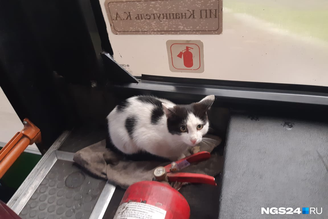 История необычного кота: он забрался в автобус и ездит с утра - 16 сентября  2019 - НГС24