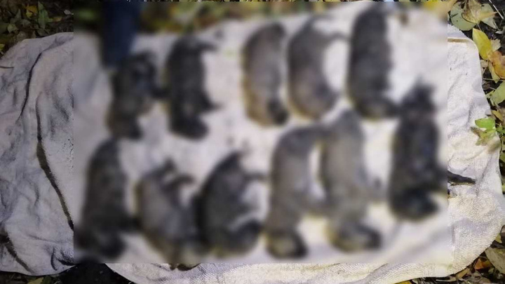 Источник UFA1.RU рассказал про заключение экспертов о причине смерти щенков в Стерлитамаке
