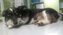 «Шок, нет даже слез»: в Прикамье ветеринары спасают собаку, которую жестоко избили и расстреляли